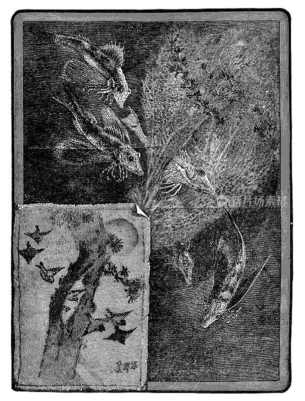 鱼类和鸟类群体行为相似性的类比- 19世纪
